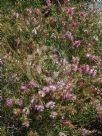 Callistemon Eastland