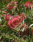 Callistemon Candy Pink