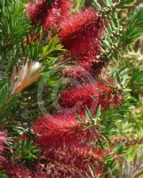 Callistemon Betka Beauty