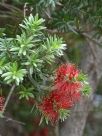 Callistemon recurvus