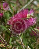 Callistemon pungens