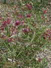 Callistemon pungens