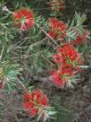 Callistemon Running River