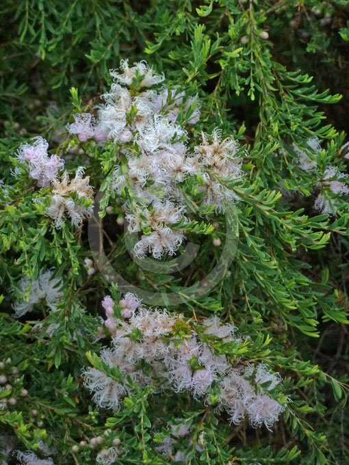 Melaleaca - White Lace, Melaleuca thymifolia