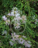 Melaleuca thymifolia Pink Lace