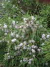 Melaleuca thymifolia Pink Lace