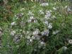 Melaleuca thymifolia Pink Lace