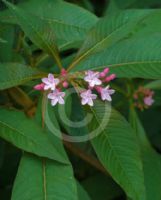 Alstonia yunnanensis