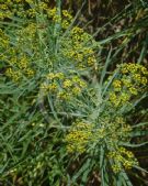 Bupleurum salicifolium aciphyllum