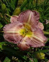 Hemerocallis Mary Tudor