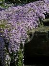 Drosanthemum floribundum