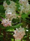 Deutzia hybrida Mont Rose