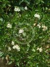 Salvia microphylla Iced Lemon