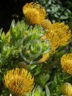 Leucospermum Carnival Yellow