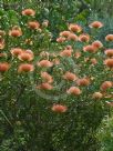 Leucospermum Firewheel