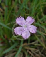 Dianthus basuticus