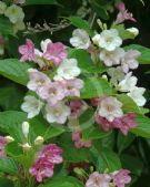 Weigela florida Versicolor