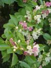 Weigela florida Versicolor