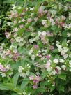 Weigela florida Versicolor