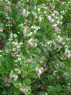 Weigela florida Versicolor