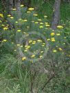 Cassinia leptocephala