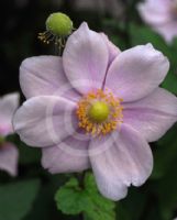 Anemone hybrida Richard Ahrens