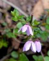 Tetratheca ciliata