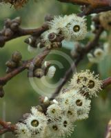 Eucalyptus conglobata