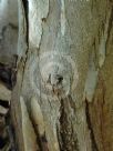 Eucalyptus rigens