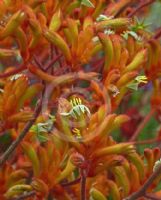 Anigozanthos Bush Ochre