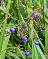 Dianella caerulea Lucia