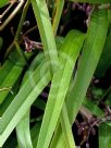 Dianella caerulea Lucia