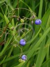 Dianella caerulea Lucia