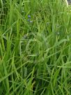 Dianella caerulea Lucia