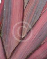 Phormium Guardsman