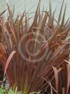 Phormium Flamin