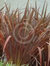 Phormium Flamin