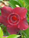 Mandevilla Aloha Regal Ruby