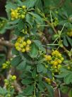 Berberis carminea Sparkler