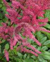 Astilbe arendsii Granat