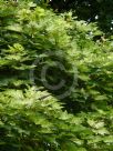 Acer pseudoplatanus Brilliantissimum