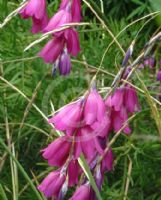 Dierama pendulum