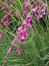 Dierama pendulum