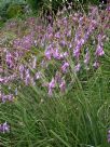 Dierama pendulum