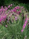 Dierama pendulum