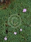 Dianthus erinaceus