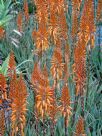 Aloe Andrea's Orange