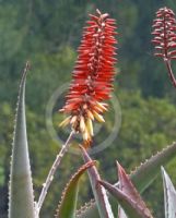 Aloe Capricorn