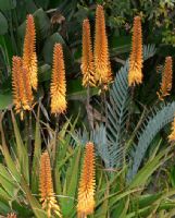 Aloe Sirius