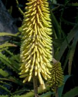 Aloe Southern Cross